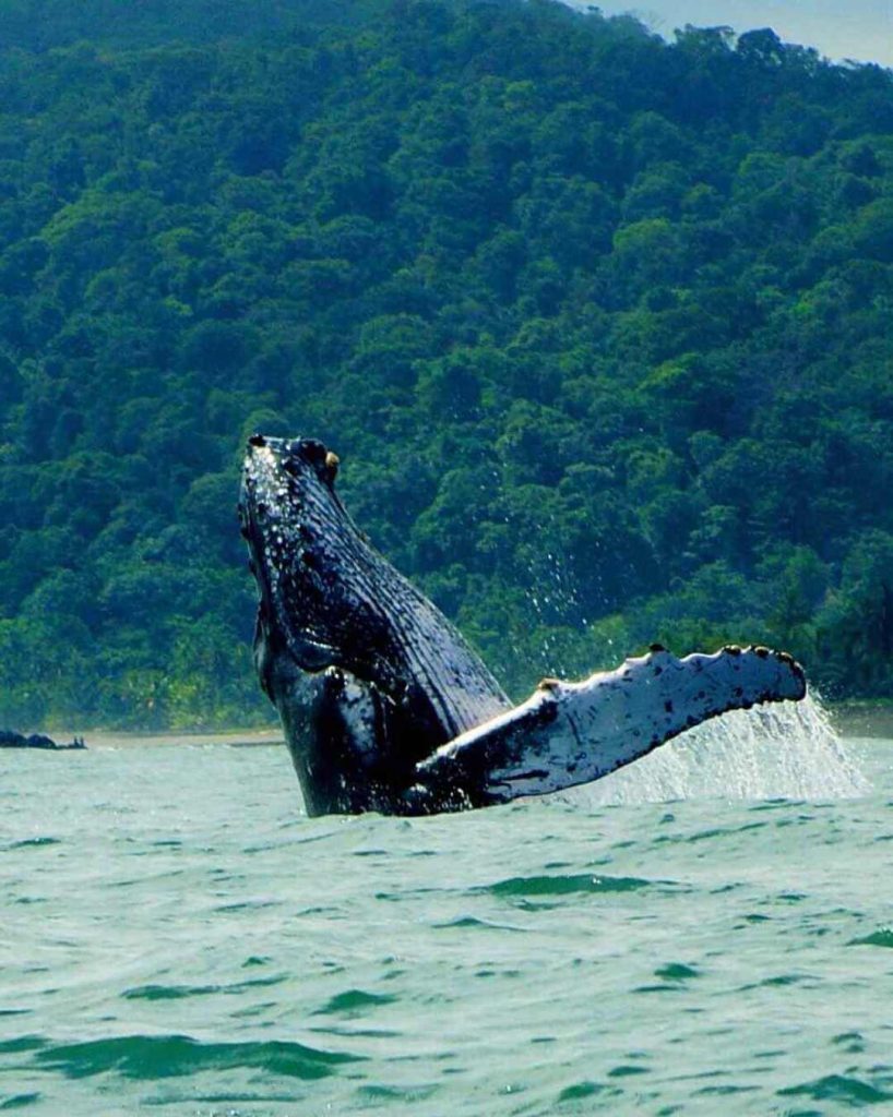 5 destinos en Colombia para ver ballenas en el 2024 2 5 destinos en colombia para ver ballenas en el 2024