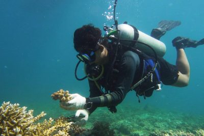 Diving for a Cause: Protecting Coral Reefs in San Andrés 20 Diving for a Cause: Protecting Coral Reefs in San Andrés